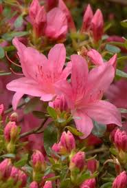 Pin By Marianne Byrum On Viragok Beautiful Flowers Flowers Nature Pretty Flowers