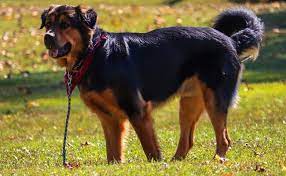 Being a hybrid, the german shepherd rottweiler mix is not recognized by any kennel clubs. German Shepherd Rottweiler Mix Is This The Right Crossbreed For You