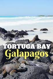Tortuga Bay Galapagos Galapagos Travel South America Travel Tropical Travel Destinations