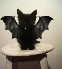 Vampire Kitten Cute Animals Animals Vampire Cat