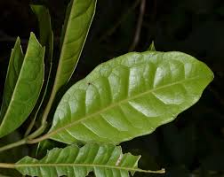 Image result for Xymalos monospora