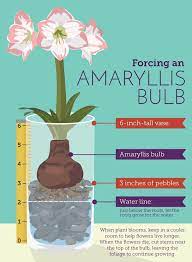 Your Guide To Winter Plants And How Not To Kill Them Winter Plants Plants Garden Bulbs