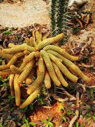 Many have a short growing season that is synchronised with the ideal growing conditions. Tubular Cacti With Coral Liked Appearance Are Grown In Desert Stock Photo Picture And Royalty Free Image Image 41757348