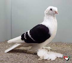 حمامة الواقي الساكسونية saxon shield pigeon pictures pigeon breeds pigeon