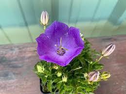 Image result for Carvalhoa campanulata