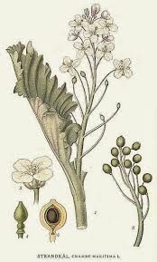 Image result for Crambe kilimandscharica