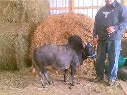 Better still, you don't need any previous farming experience to own one. Iowa Farmer Is Selling Micro Cows The Size Of Large Dogs As Pets