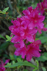 Girard S Fuchsia Evergreen Azalea Rhododendron Girard S Fuchsia At Oakland Nurseries Inc Azaleas Flowering Bushes Evergreen Shrubs