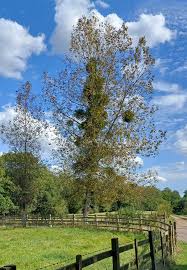 Image result for Viscum