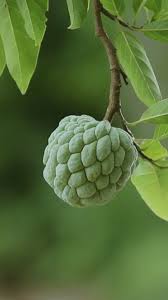 Image result for Annona squamosa