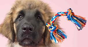 We did not find results for: Best Toys For Leonberger Puppies That Love To Play