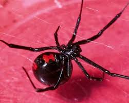 There is an antivenin for such. Spider Bites Injuries And Poisoning Msd Manual Consumer Version