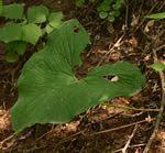 Image result for Stylochaeton tortispathus