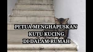 Tikus adalah salah satu agen penyakit dan perosak kebanyakkan suri rumah menghadapinya. Petua Menghapuskan Kutu Kucing Di Dalam Rumah Remove Cat Fleas From Home Youtube