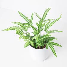 Image result for Pteris cretica