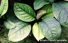 Image result for Culcasia falcifolia