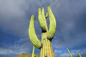 Low Angle View Of Cactus Growing In Desert Outdoors Environment Stock Photo 160218056