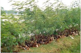 Image result for Leucaena leucocephala