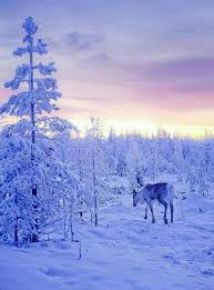 Media in category cuisine of finland the following 74 files are in this category, out of 74 total. Pin Von Shoulan Vpn Auf Winter Winter Szenen Winterbilder Naturbilder