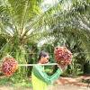 Other, paypal, money gram, western union, d/p, l/c, t/t rbd palm oil and crude palm kernel oil quality is generally determined by trading specification as specified by bursa malaysia derivatives (bmd) fc. 1