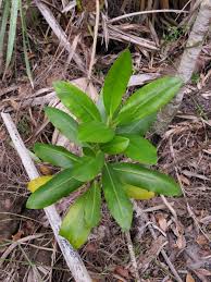 Image result for Myrsinaceae