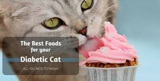 Can i switch my cat to a low carb diet immediately? The 5 Best Foods For Your Diabetic Cat All You Need To Know A Blog For Cat Owners Lovers