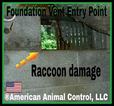 Get matched with top pest exterminators in grand rapids, mi. Wildlife Removal Grand Rapids Oh 877 264 3638 American Animal Control Llc