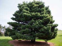The tree is great for those tight areas where you need a small footprint. Pinus Strobus Eastern White Pine White Pine North Carolina Extension Gardener Plant Toolbox