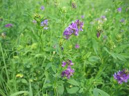 How do you add nitrogen to soil naturally? 5 Steps For Making Better Organic Soil For Your Garden