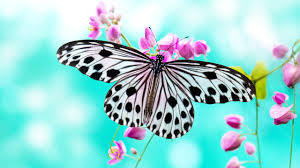 Looking for the best wallpapers? 1755 White And Black Butterfly Wallpaper For Laptop Mocah Hd Wallpapers