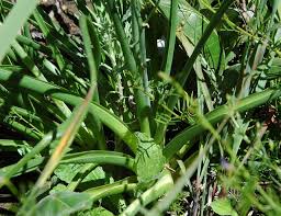 Image result for Albuca sp. no. 1