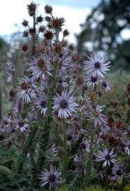 Image result for Berkheya speciosa
