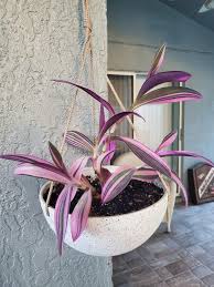 Image result for Tradescantia pallida