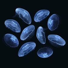 They are also known to feed on. Jellyfish For Sale