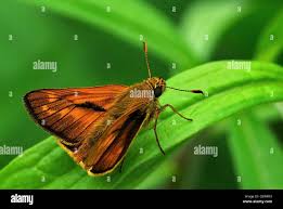 Image result for Ochlodes sylvanus