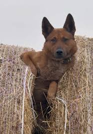 Lauren Langham Puppy Farm