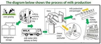 Ielts Writing Task One Process Milk Production Ielts