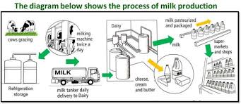 ielts writing task one process milk production ielts