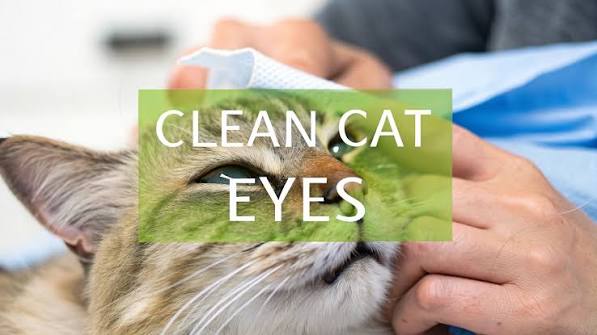 A Step-by-Step Guide to Cleaning Your Cat's Eyes at Home – Pet Magasin