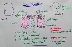 Plasma membrane is the biological membrane which is present both in prokaryotic and eukaryotic cells. Function Of Cell Membrane Structure With Diagram