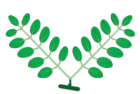 Unipinnate leaves are of two types : File Leaf Morphology Type Geminate Pinnate Png Wikipedia