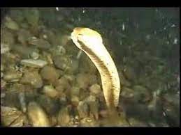 Southern Water Snake Snake Water Southern