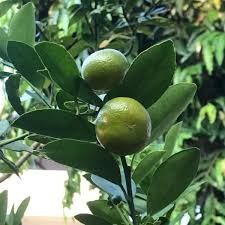 Image result for Citrus reticulata