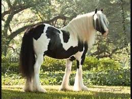 „tinker in pferde & zubehör. Irish Tinker Tinker Pferd Schonste Pferde Grosse Pferde