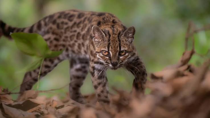 Foto: Un nuevo felino emerge de los Yungas de Bolivia tras un siglo de espera / Cortesia