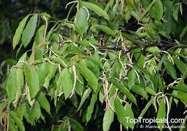 Image result for Streblus