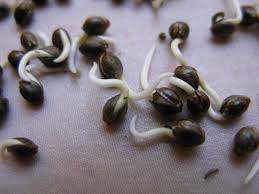 From placing the seeds on paper to transplanting seedlings to compost.paper. How To Germinate Cannabis Seeds Paper Towel Method
