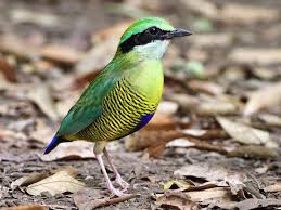 Image result for Burttia prunoides