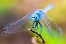 They are small and look very delicate thanks to transparent wings covered in the larval green lacewing doesn't look like an insect at first glance. 112707 Insect Dragonfly Nature Green Wings Macro Leaves Mocah Hd Wallpapers