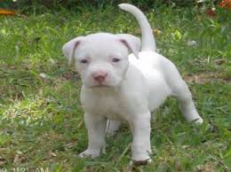 All white pitbull terrier cute baby animals pitbull terrier. American Pit Bull Registry White Pit Bull Puppy Pictures